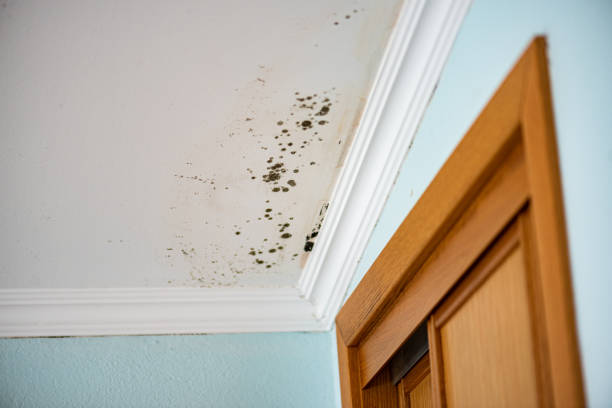 Best Mold Damage Repair  in Alachua, FL